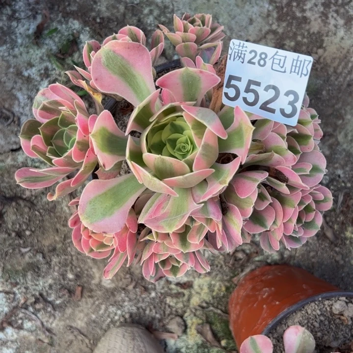 5523南女巫多肉植物