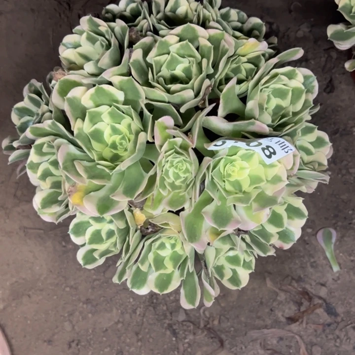3108白凤多肉植物