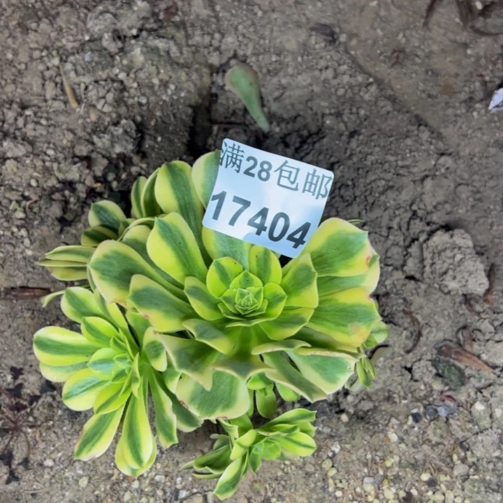 17404金丝多肉植物
