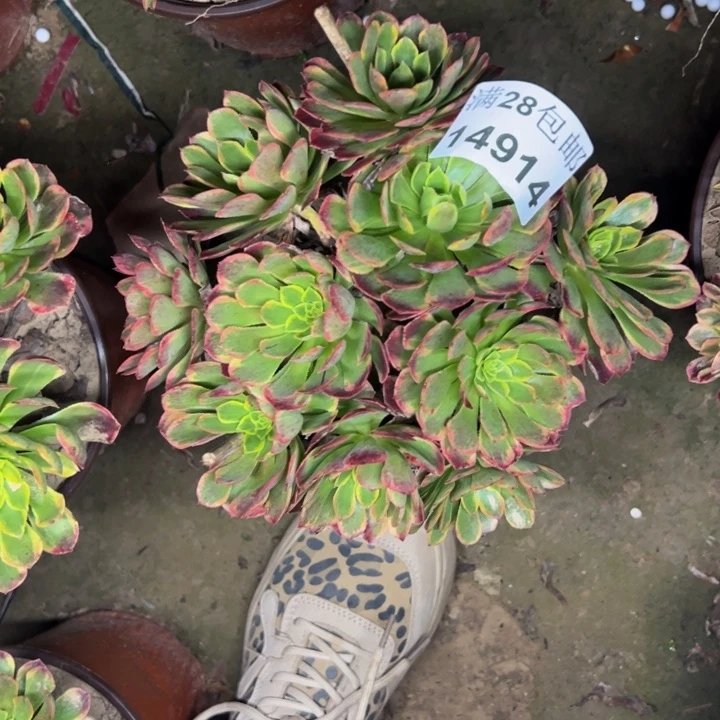 14914朝霞多肉植物保护