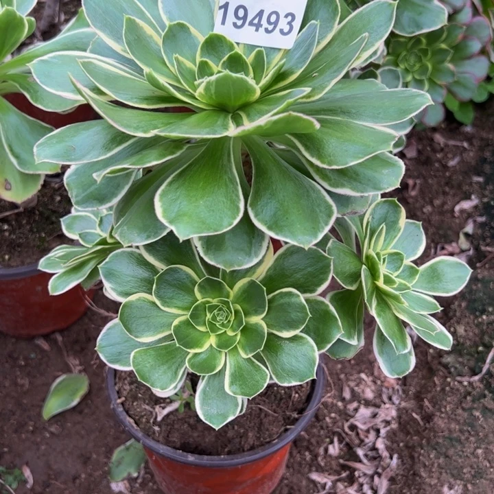 19493玫瑰锦多肉植物