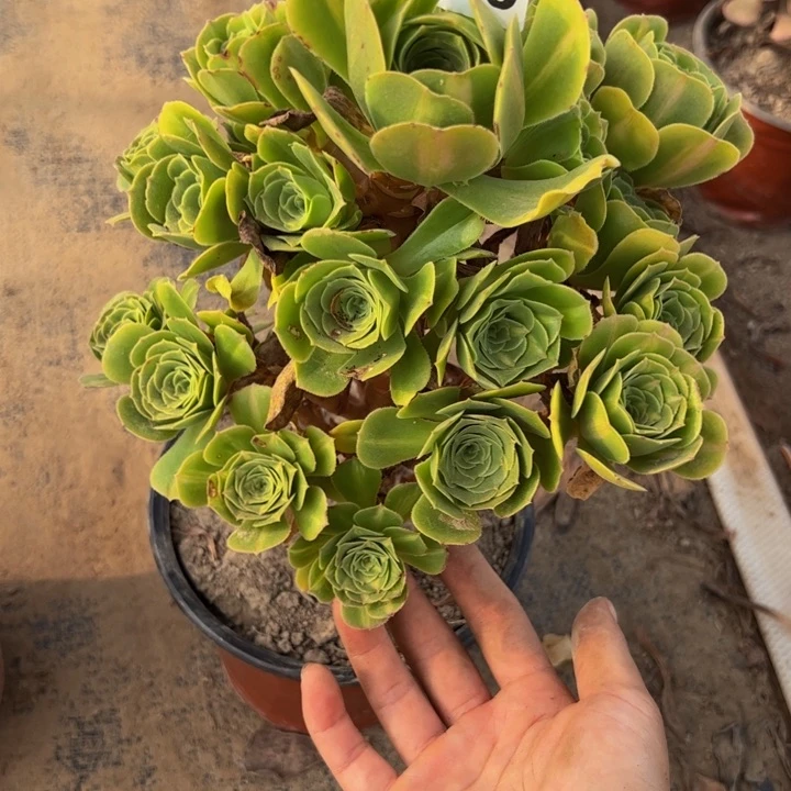 3260琉璃多肉植物