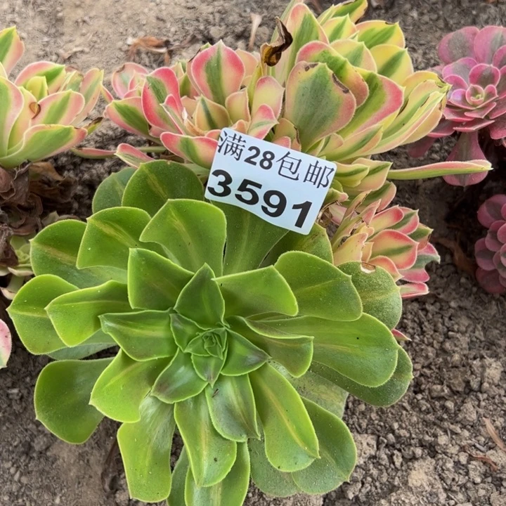 3591不包断枝多肉植物