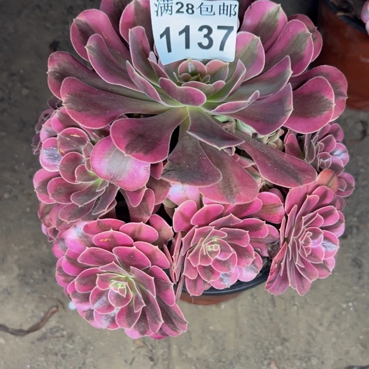 1137美杜莎不包损多肉