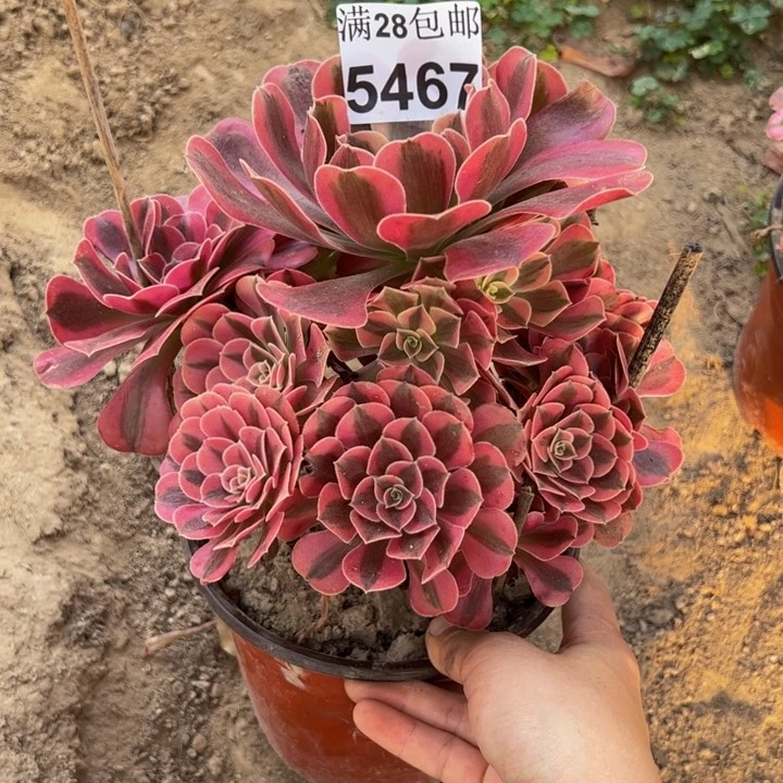 5467美杜莎多肉植物