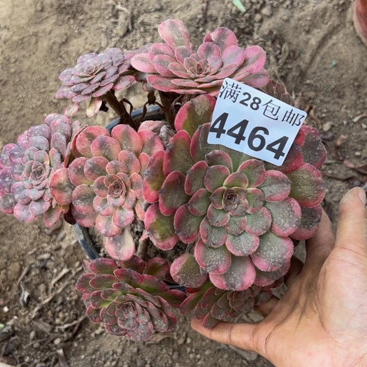 4464红金刚多肉植物