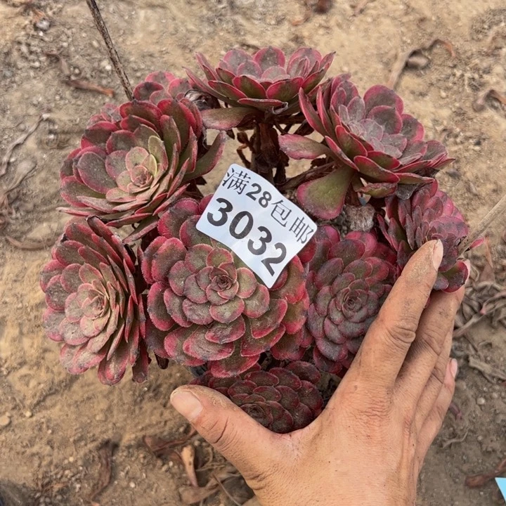 3032红金刚多肉植物