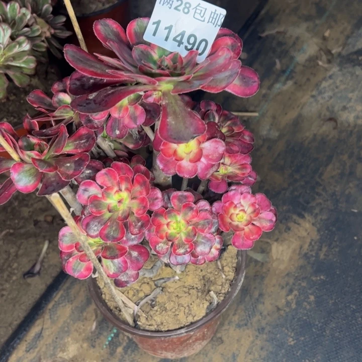 11490香奈儿多肉植物