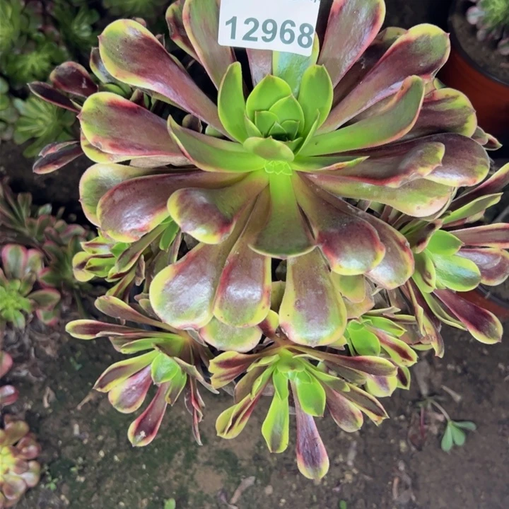 12968北欧嘉莉多肉植物