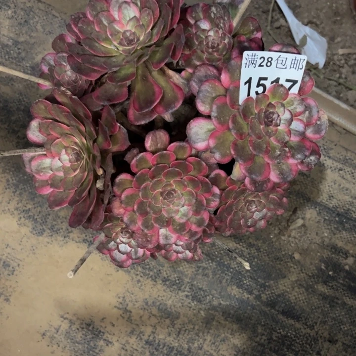 1517红金刚多肉植物