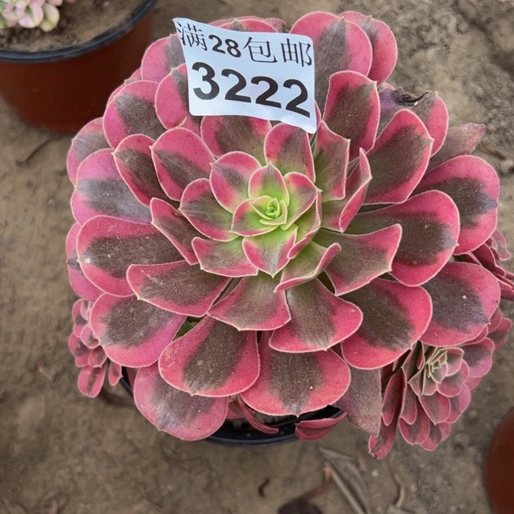 3222美杜莎多肉植物