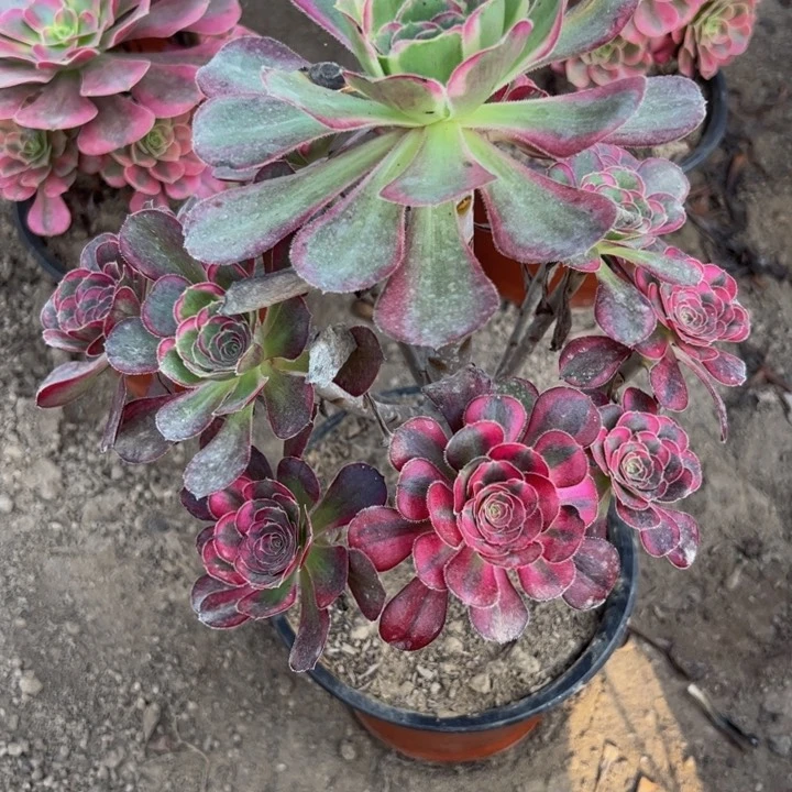 3256丽娜多肉植物