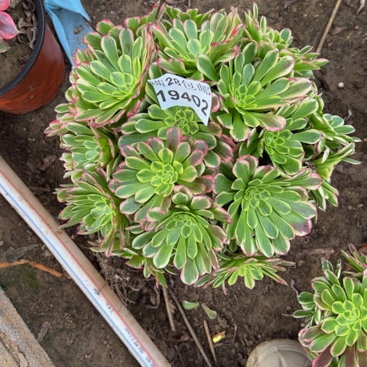 19402朝霞多肉植物