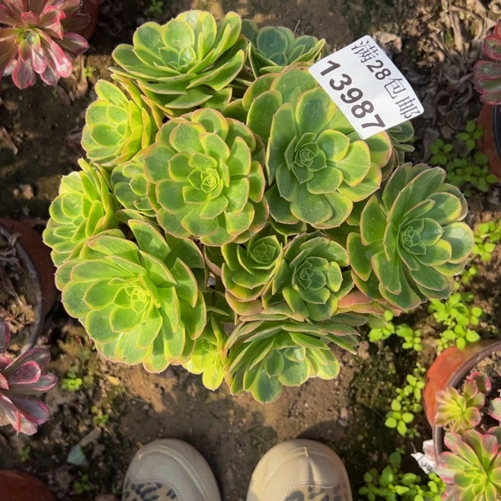 13987奶白多肉植物