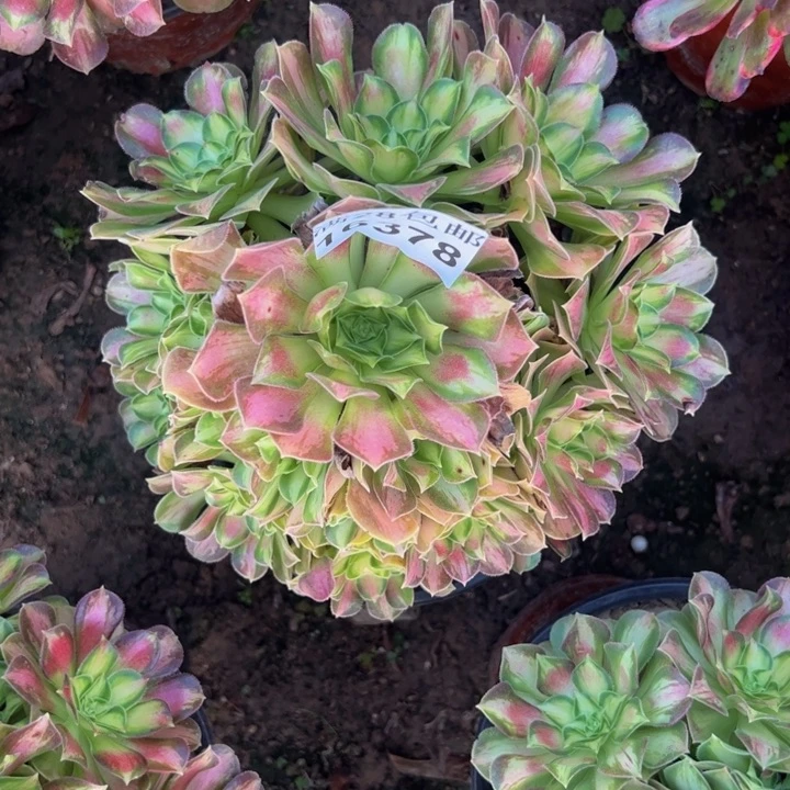 16378韶华多肉植物