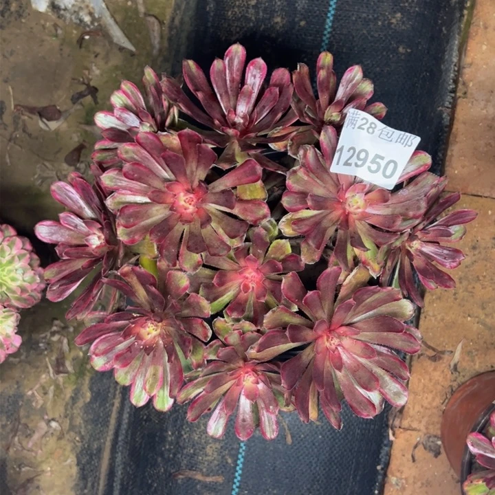 12950北紫霞多肉植物