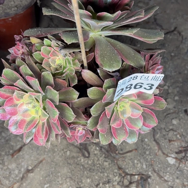 2863蒙娜丽莎多肉植物
