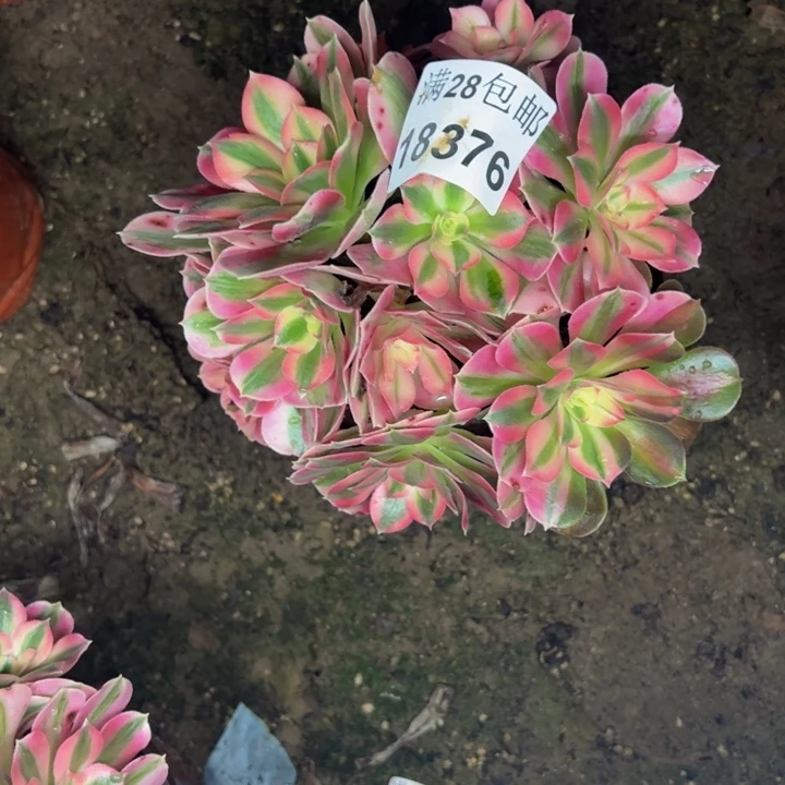 18376女巫多肉植物