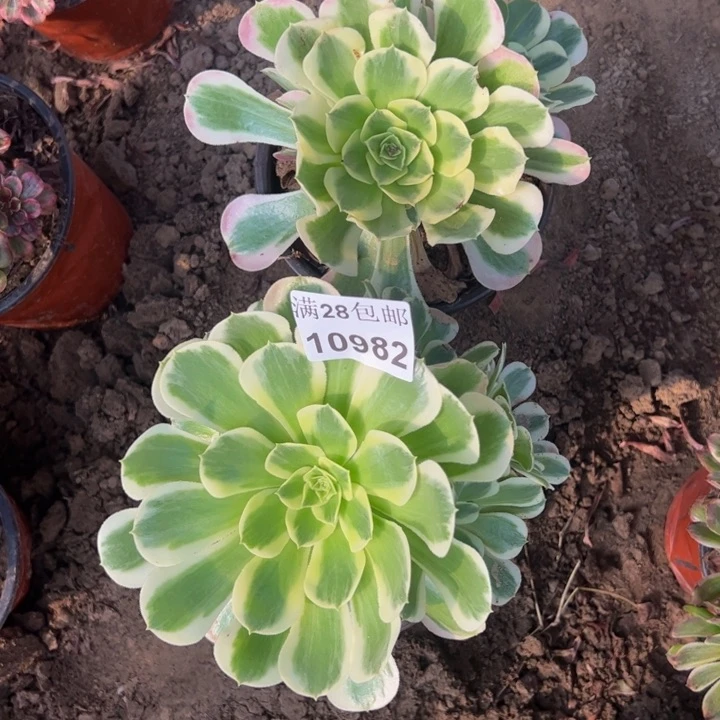 10982两颗多肉植物