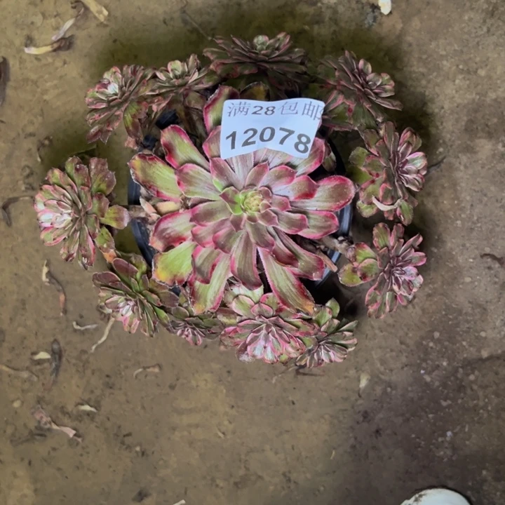 12078紫霞多肉植物