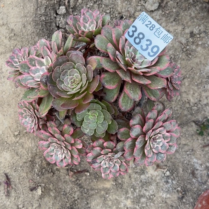 紫霞多肉植物3839