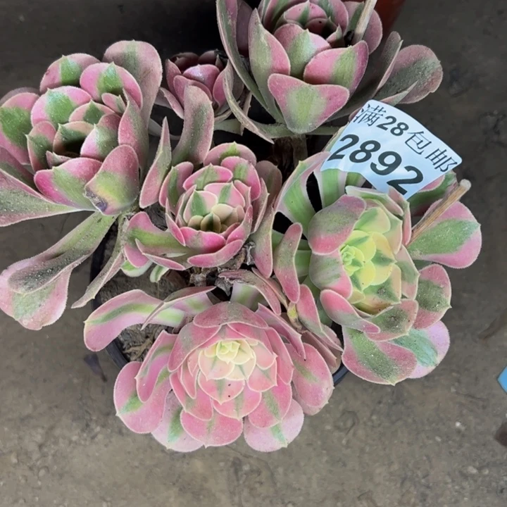 2892女巫多肉植物