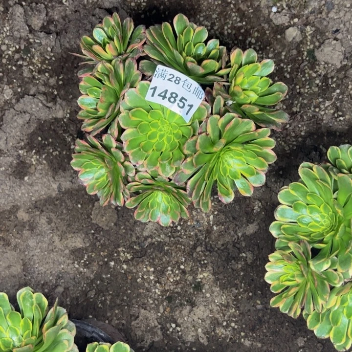 14851量朝霞一颗多肉