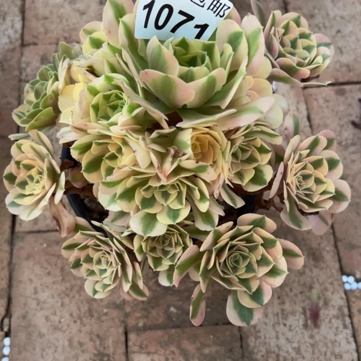 1071女巫多肉植物