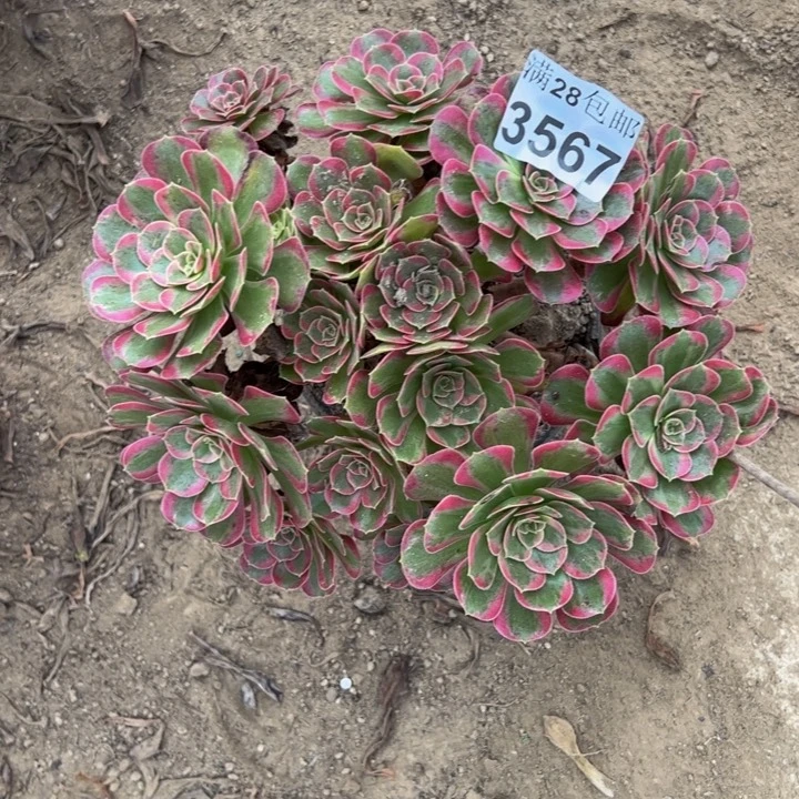 3567安娜多肉植物