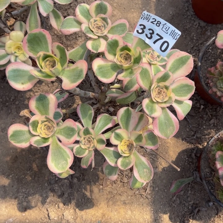 3370燕姿多肉植物