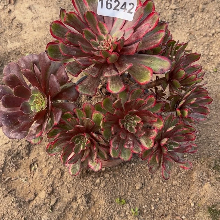 16242紫霞多肉植物
