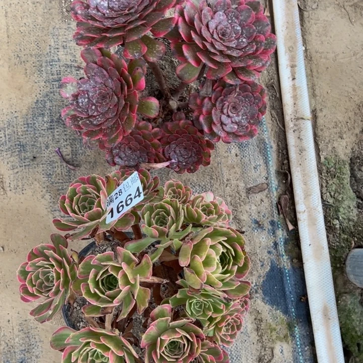1664两颗不包损多肉植物