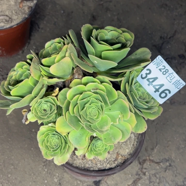 3446辛尼亚多肉植物