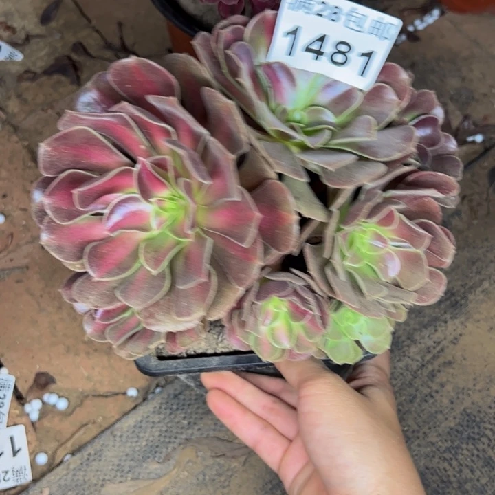 1481中班多肉植物