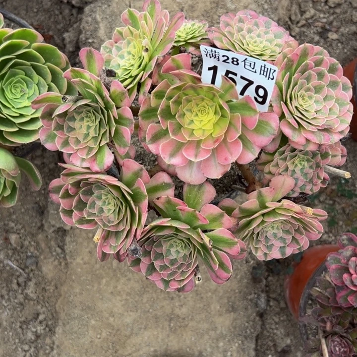 1579祝融多肉植物