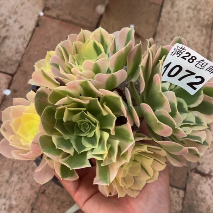 1072白凤多肉植物