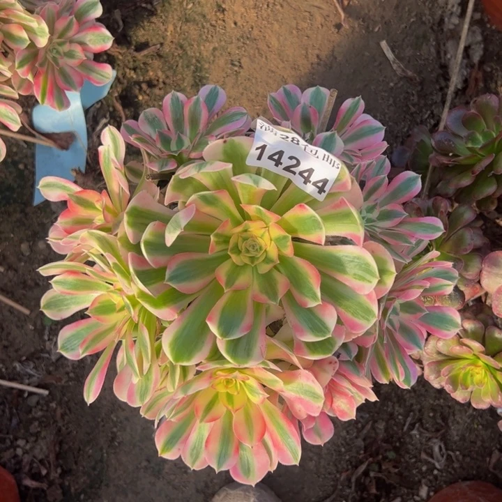 14244女巫多肉植物