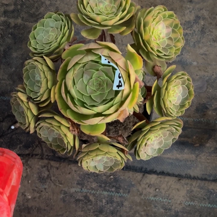 1084抹茶多肉植物