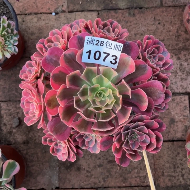 1073美杜莎多肉植物