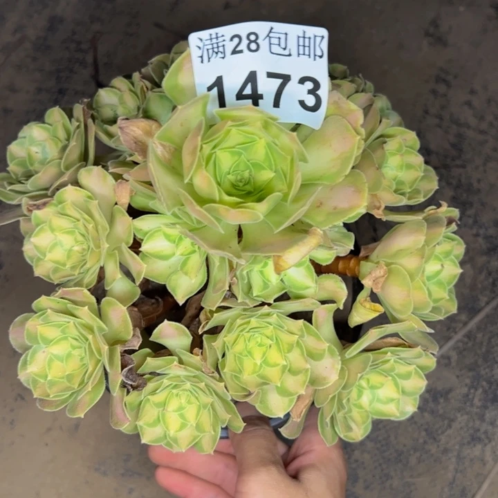 1473韶华多肉植物