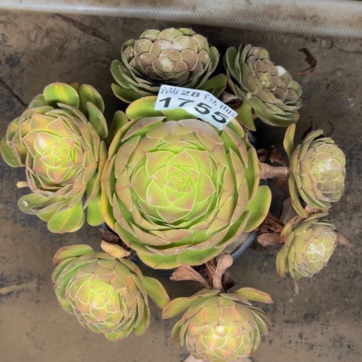 1755抹茶多肉植物