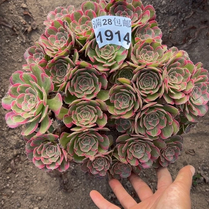 1914安娜多肉植物