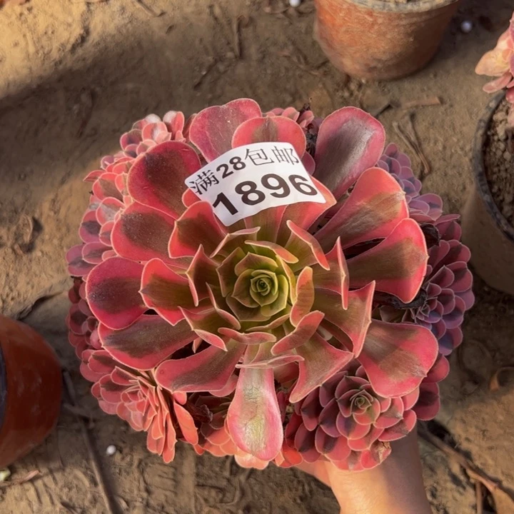 1896美杜莎多肉植物
