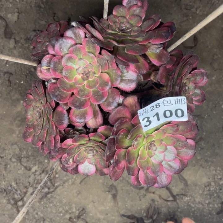 3100红金多肉植物
