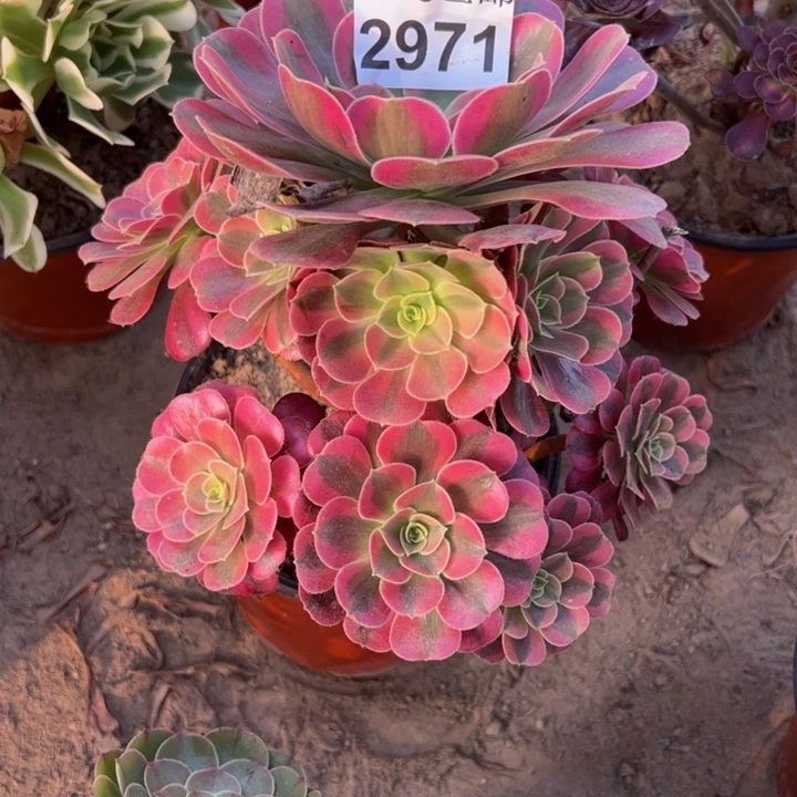 2971美杜莎多肉植物