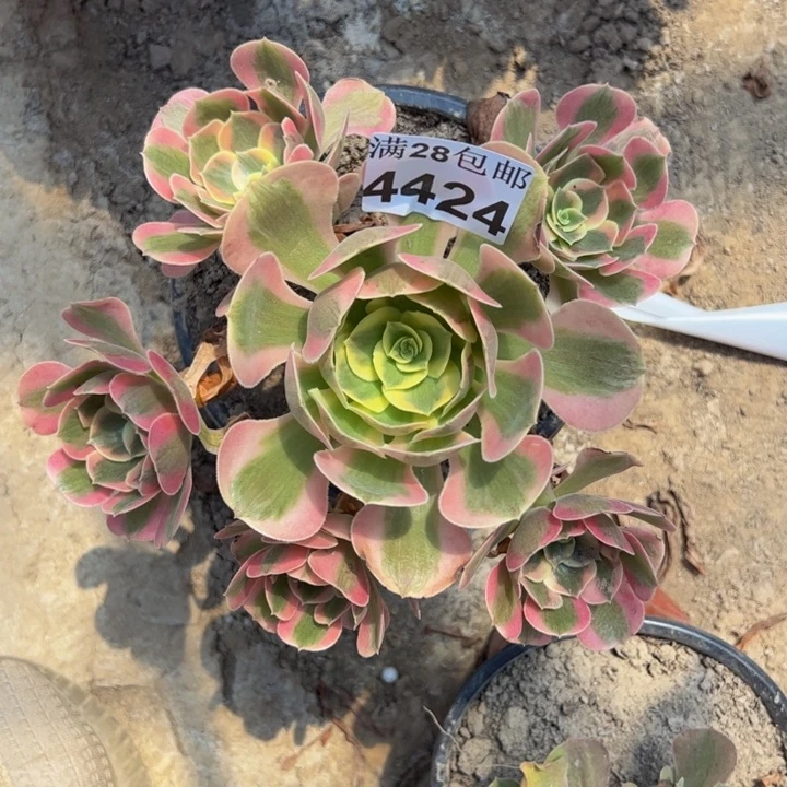 4424南粉女郎多肉植物