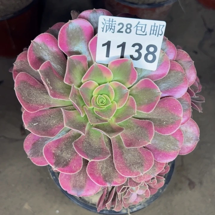 1138美杜莎多肉植物