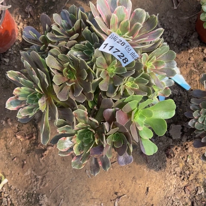 用****811728灰姑娘多肉植物