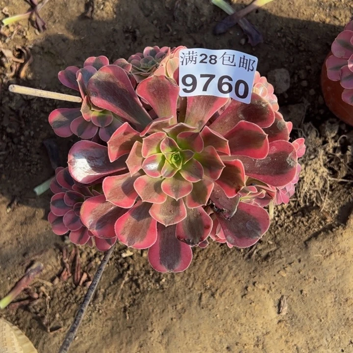 9760南美杜莎多肉植物