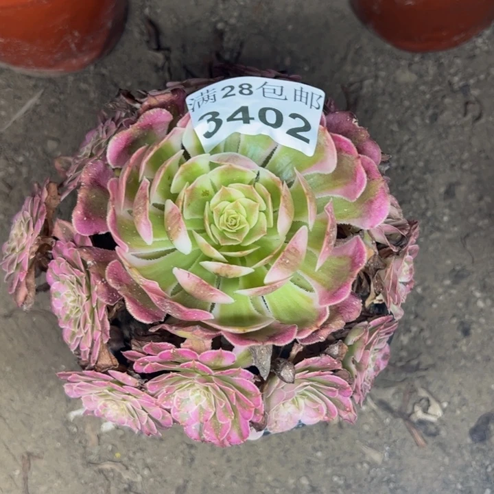 3402同白多肉植物